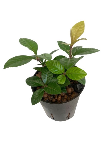 IDROCOLTURA ARDISIA MALOUIANA, Vaso 13/12CM