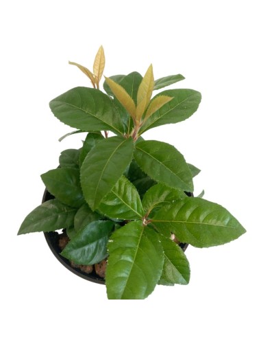 IDROCOLTURA ARDISIA MALOUIANA, Vaso 13/12CM