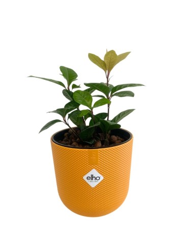 IDROCOLTURA ARDISIA MALOUIANA, Vaso 13/12CM