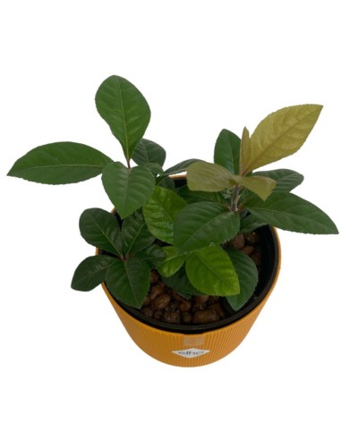 IDROCOLTURA ARDISIA MALOUIANA, Vaso 13/12CM