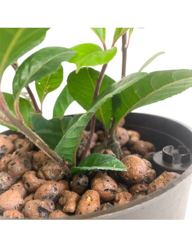 IDROCOLTURA ARDISIA MALOUIANA, Vaso 13/12CM