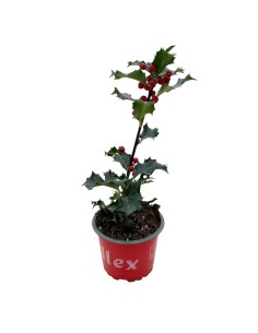 ILEX MESERVEAE l'Agrifoglio 'Angelo Blu' Vaso 9 cm