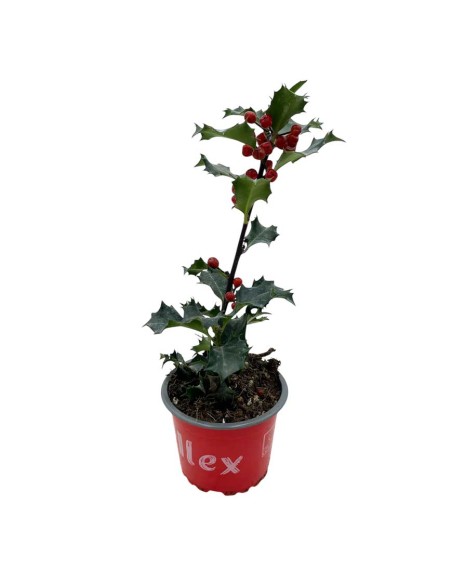 ILEX MESERVEAE l'Agrifoglio 'Angelo Blu' Vaso 9 cm