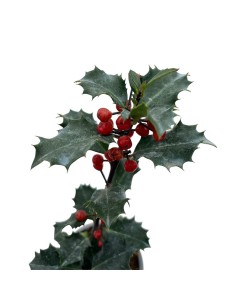 ILEX MESERVEAE l'Agrifoglio 'Angelo Blu' Vaso 9 cm 2