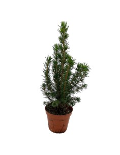 PICEA GLAUCA CONICA sempreverde diametro vaso cm 9