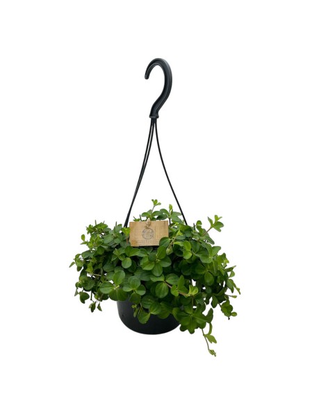 PEPEROMIA ROTUNDIFOLIA basket diametro 15 cm