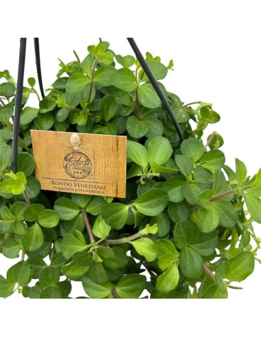 PEPEROMIA ROTUNDIFOLIA basket diametro 15 cm