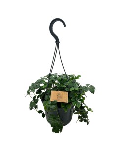 PARTHENOCISSUS 'SUGAR VINE' STRIATHA basket d. 15 cm