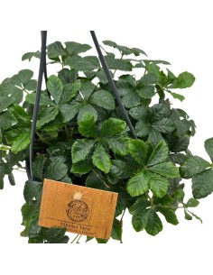 PARTHENOCISSUS 'SUGAR VINE' STRIATHA basket d. 15 cm 2