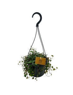 PEPEROMIA 'PEPPERSPOT' basket diametro 15 cm