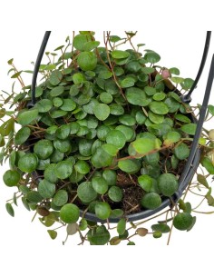 PEPEROMIA 'PEPPERSPOT' basket diametro 15 cm 2
