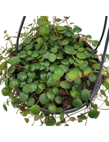 PEPEROMIA 'PEPPERSPOT' basket diametro 15 cm