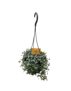 PILEA GLAUCOPHYLLA 'GREYZY' basket diametro 15 cm