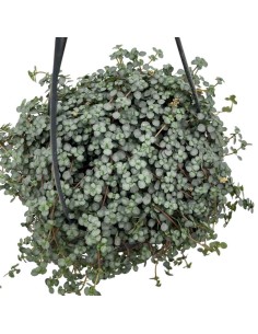 PILEA GLAUCOPHYLLA 'GREYZY' basket diametro 15 cm 2