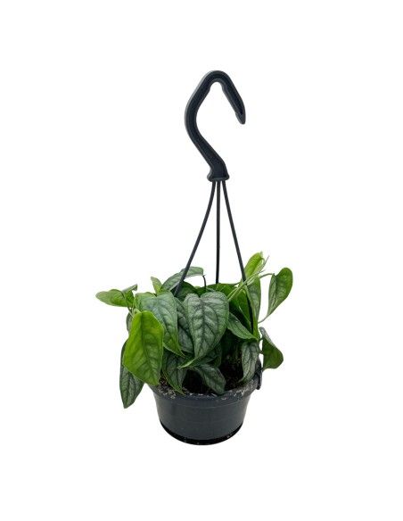 MONSTERA SILTEPECANA  "pianta d'argento" basket d.10,5 cm