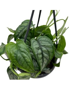 MONSTERA SILTEPECANA  "pianta d'argento" basket d.10,5 cm 2
