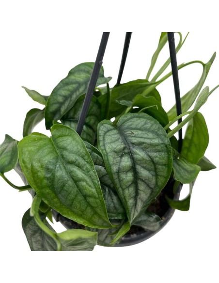 MONSTERA SILTEPECANA  "pianta d'argento" basket d.10,5 cm