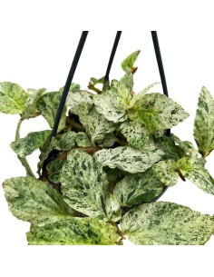PELLIONIA REPENS 'VARIEGATA' basket diametro 10,5 cm