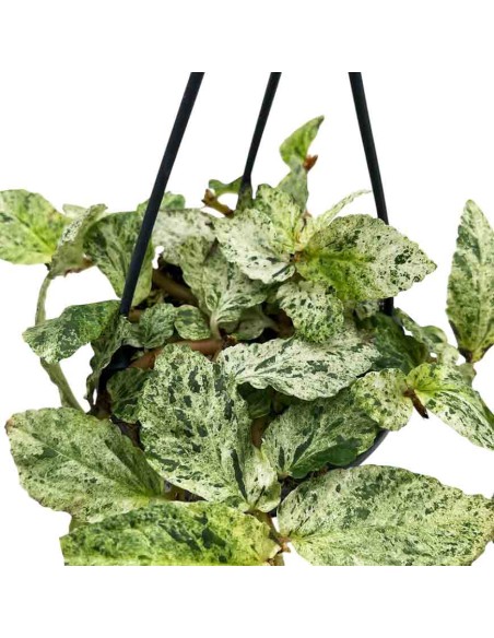 PELLIONIA REPENS 'VARIEGATA' basket diametro 10,5 cm