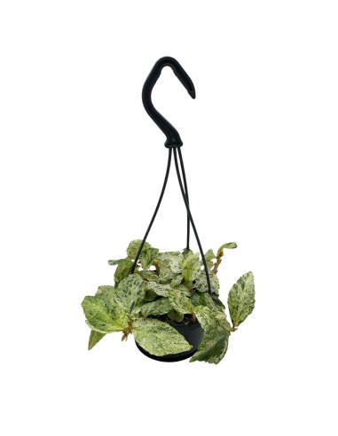 PELLIONIA REPENS 'VARIEGATA' basket diametro 10,5 cm