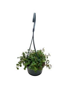 PEPEROMIA 'PEPPERSPOT' basket diametro 10,5 cm