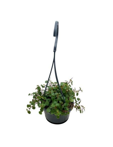 PEPEROMIA 'PEPPERSPOT' basket diametro 10,5 cm