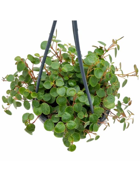 PEPEROMIA 'PEPPERSPOT' basket diametro 10,5 cm