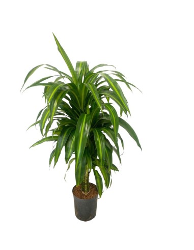 IDROCOLTURA DRACAENA FRAGRANS 'HAWAIIAN SUNSHINE'