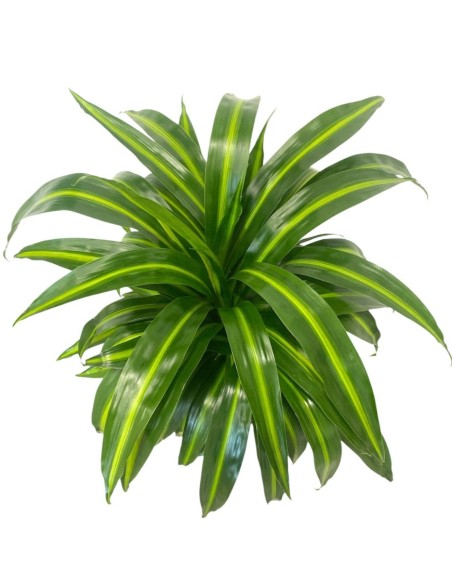 IDROCOLTURA DRACAENA FRAGRANS 'HAWAIIAN SUNSHINE'