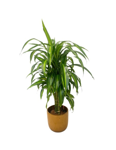 IDROCOLTURA DRACAENA FRAGRANS 'HAWAIIAN SUNSHINE'