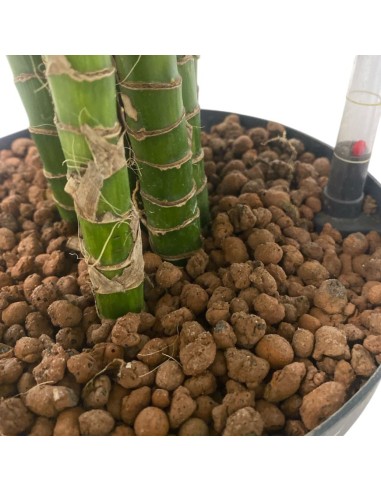 IDROCOLTURA DRACAENA FRAGRANS 'HAWAIIAN SUNSHINE'