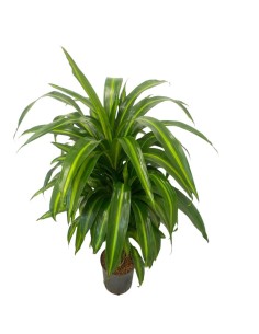 IDROCOLTURA DRACAENA FRAGRANS 'HAWAIIAN SUNSHINE' 2