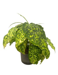 IDROCOLTURA DIEFFENBACHIA 'SPOTTY' Vaso. 25/19CM
