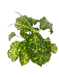 IDROCOLTURA DIEFFENBACHIA 'SPOTTY' Vaso. 25/19CM 2