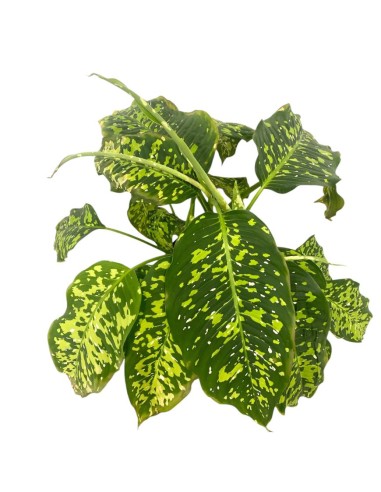 IDROCOLTURA DIEFFENBACHIA 'SPOTTY' Vaso. 25/19CM