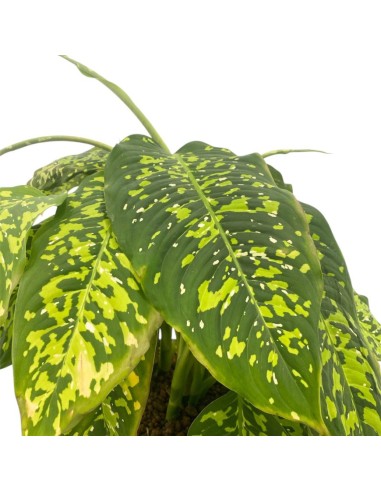 IDROCOLTURA DIEFFENBACHIA 'SPOTTY' Vaso. 25/19CM