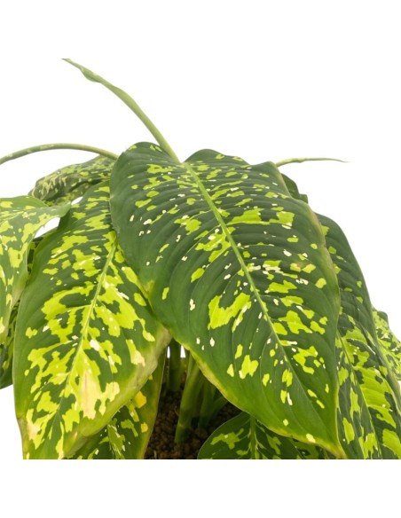 IDROCOLTURA DIEFFENBACHIA 'SPOTTY' Vaso. 25/19CM