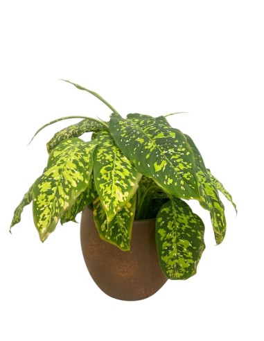 IDROCOLTURA DIEFFENBACHIA 'SPOTTY' Vaso. 25/19CM