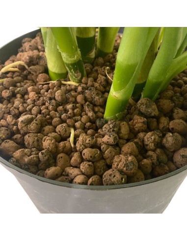 IDROCOLTURA DIEFFENBACHIA 'SPOTTY' Vaso. 25/19CM