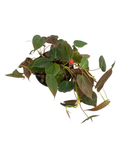 IDROCOLTURA PHILODENDRON MICANS Vaso D. 13/12CM