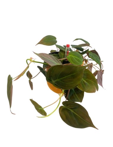 IDROCOLTURA PHILODENDRON MICANS Vaso D. 13/12CM