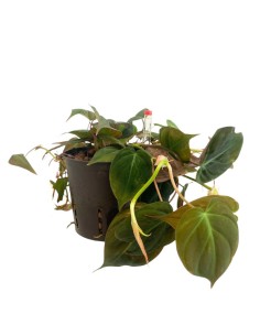 IDROCOLTURA PHILODENDRON MICANS Vaso D. 13/12CM