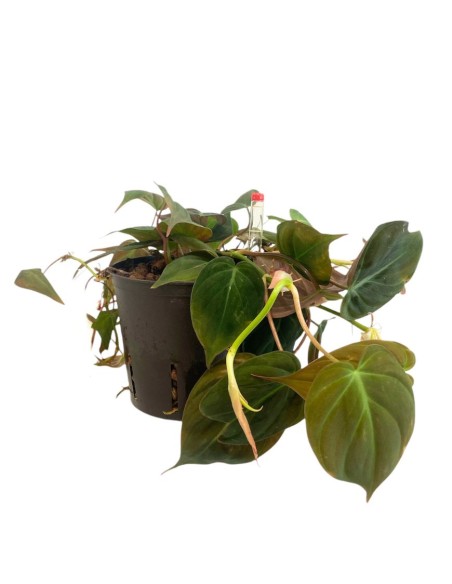 IDROCOLTURA PHILODENDRON MICANS Vaso D. 13/12CM