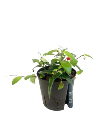 IDROCOLTURA AESCHYNANTHUS LOBBIANUS V. 13/12CM