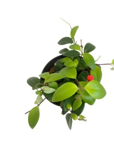 IDROCOLTURA AESCHYNANTHUS LOBBIANUS V. 13/12CM 2