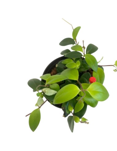 IDROCOLTURA AESCHYNANTHUS LOBBIANUS V. 13/12CM