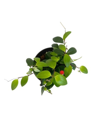 IDROCOLTURA AESCHYNANTHUS LOBBIANUS V. 13/12CM