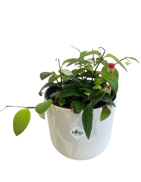 IDROCOLTURA AESCHYNANTHUS LOBBIANUS V. 13/12CM