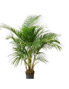 IDROCOLTURA DYPSIS (ARECA) LUTESCENS Vaso. 22/19CM