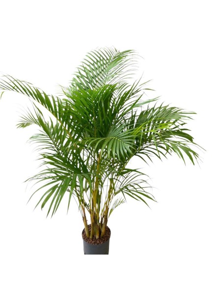 IDROCOLTURA DYPSIS (ARECA) LUTESCENS Vaso. 22/19CM